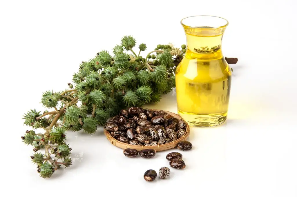 Castor oil blend used for immuno health massages at Balance Spa Boca
